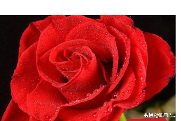 情人节送什么给女孩（情人节送什么最好）