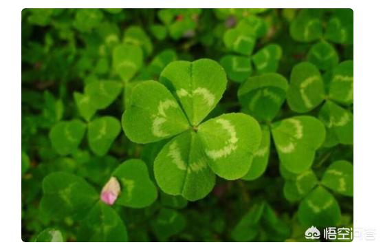 四叶草项链的含义（幸运四叶草项链的含义）