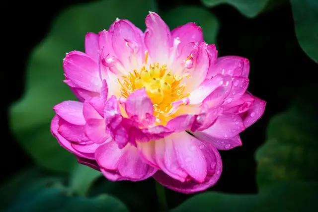 5月20号是什么节（5月20号是什么节日武大郎）