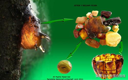 琥珀是怎样形成的（琥珀是怎样形成的简单回答）