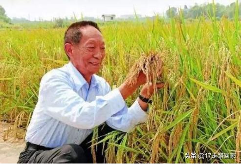 袁隆平的事迹50字_袁隆平的事迹50字英文