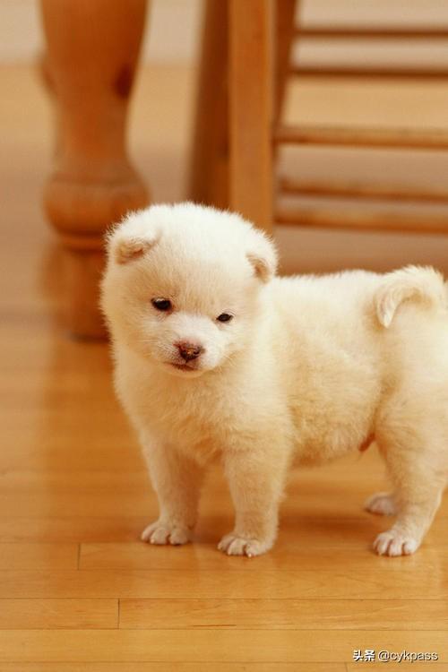 关于小动物的童话故事作文300字