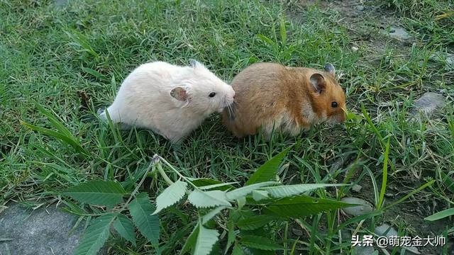 关于动物的四字成语（关于动物的四字成语大全）