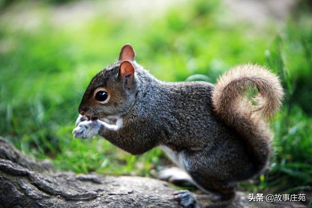 睡前故事 儿童故事 童话故事