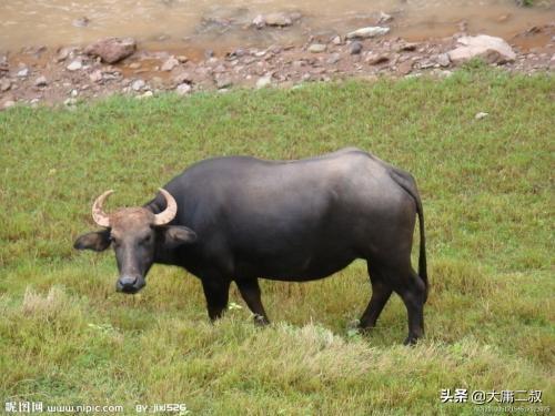 塞翁失马的故事有什么意义（塞翁失马这个故事告诉了我们什么）