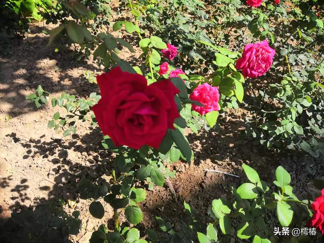 塞翁失马的故事有什么意义（塞翁失马这个故事告诉了我们什么）