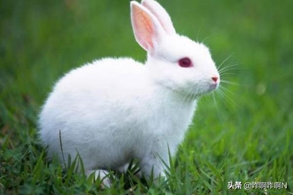 两只小兔子吸红肿了(两只大兔子摇摇晃晃的)