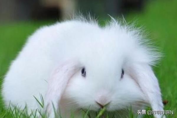 两只小兔子吸红肿了(两只大兔子摇摇晃晃的)