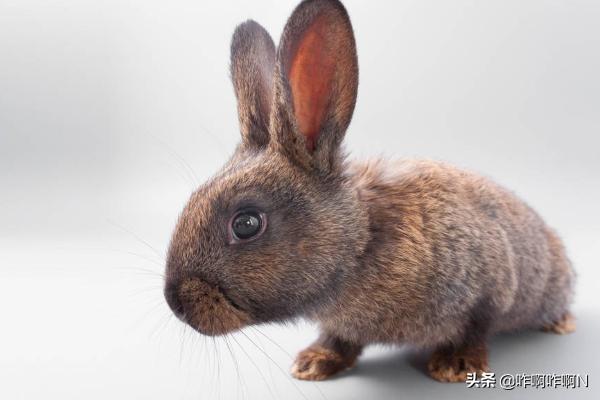 两只小兔子吸红肿了(两只大兔子摇摇晃晃的)